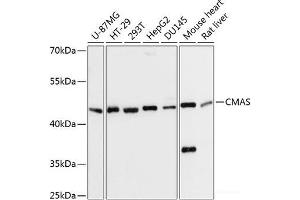 Western blot analysis of extracts of various cell lines using CMAS Polyclonal Antibody at dilution of 1:3000. (CMAS antibody)