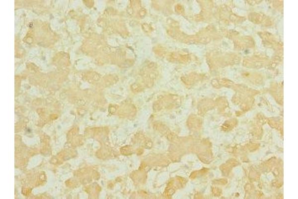 Tektin 3 antibody  (AA 201-400)