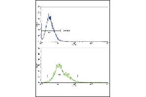 RAC2 Antibody (C-term) (ABIN652785 and ABIN2842514) flow cytometric analysis of k562 cells (bottom histogram) compared to a negative control cell (top histogram). (RAC2 antibody  (C-Term))