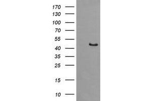 Image no. 3 for anti-Synaptotagmin IV (SYT4) antibody (ABIN1501275)