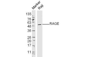 Raji Cells lysates probed with RAGE Polyclonal Antibody, unconjugated  at 1:300 overnight at 4°C followed by a conjugated secondary antibody at 1:10000 for 60 minutes at 37°C. (RAGE antibody  (AA 151-250))