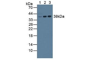 Figure. (NPM1 antibody  (AA 212-292))