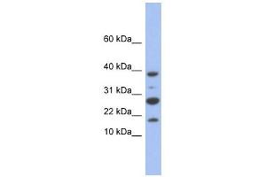 NDUFC1 antibody