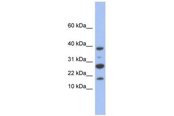 NDUFC1 antibody