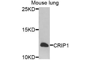 Western blot analysis of extracts of mouse lung, using CRIP1 antibody. (CRIP1 antibody  (AA 1-77))