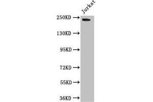Western Blot Positive WB detected in: Jurkat whole cell lysate All lanes: DOCK7 antibody at 3 μg/mL Secondary Goat polyclonal to rabbit IgG at 1/50000 dilution Predicted band size: 243, 242, 239, 240, 73 kDa Observed band size: 243 kDa (DOCK7 antibody  (AA 1440-1671))