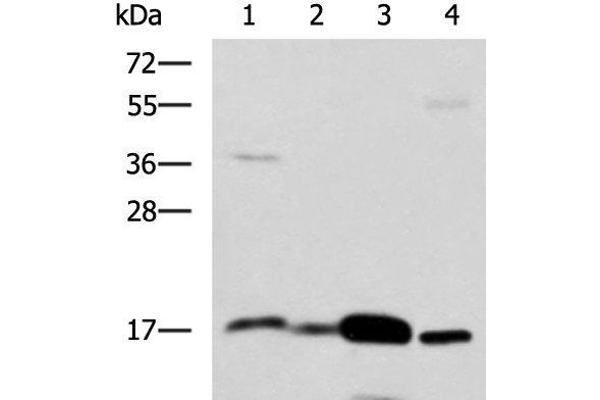 ZG16 antibody