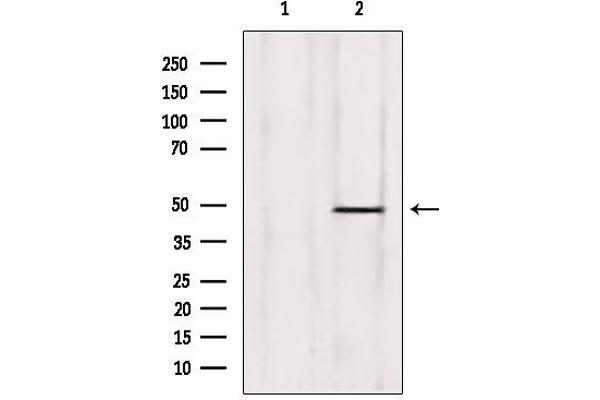 ZNF174 antibody  (Internal Region)