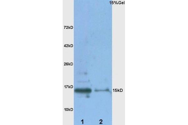 Metallothionein anticorps  (AA 11-61)