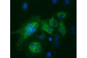 Anti-FAHD2A mouse monoclonal antibody (ABIN2453023) immunofluorescent staining of COS7 cells transiently transfected by pCMV6-ENTRY FAHD2A (RC211128). (FAHD2A antibody)