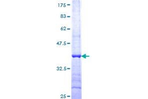 HAPLN4 Protein (AA 30-134) (GST tag)