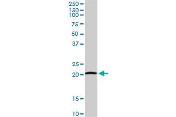 ARL11 antibody  (AA 1-196)