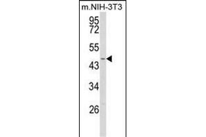 Western blot analysis of WDSUB1 Antibody (Center) (ABIN652763 and ABIN2842501) in NIH-3T3 cell line lysates (35 μg/lane). (WDSUB1 antibody  (AA 303-331))