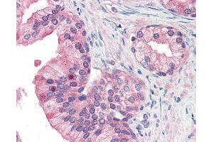 Anti-MFI2 antibody IHC of human prostate. (MFI2 antibody  (N-Term))