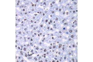 Immunohistochemistry of paraffin-embedded rat liver using SF3B2 antibody. (SF3B2 antibody  (AA 616-895))