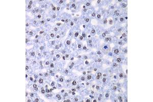 Immunohistochemistry of paraffin-embedded rat liver using SF3B2 antibody.