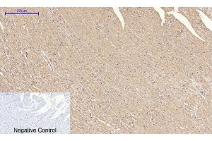Immunohistochemical analysis of paraffin-embedded rat heart tissue.