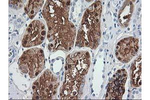 Immunohistochemical staining of paraffin-embedded Human Kidney tissue using anti-ACY1 mouse monoclonal antibody. (Aminoacylase 1 antibody)