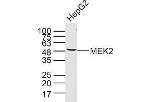 HepG2 cell lysate probed with MEK2 (4C3) Monoclonal Antibody (bsm-33216M) at 1:300 overnight at 4°C followed by a conjugated secondary antibody at 1:10000 for 90 minutes at 37°C. (MEK2 antibody  (AA 1-200))