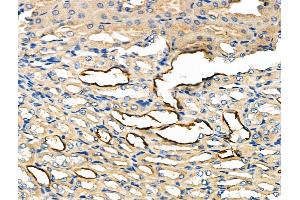 ABIN6262041 and ABIN6276973 at 1/100 staining Mouse kidney tissue by IHC-P. (Glypican 3 antibody  (N-Term))