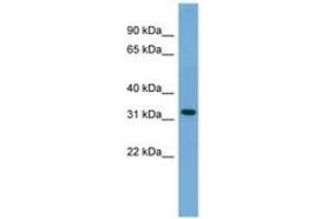 Image no. 1 for anti-Gap Junction Protein, beta 3, 31kDa (GJB3) (N-Term) antibody (ABIN6745640) (Connexin 31 antibody  (N-Term))