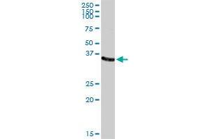 AKR1C2 MaxPab rabbit polyclonal antibody. (AKR1C2 antibody  (AA 1-323))