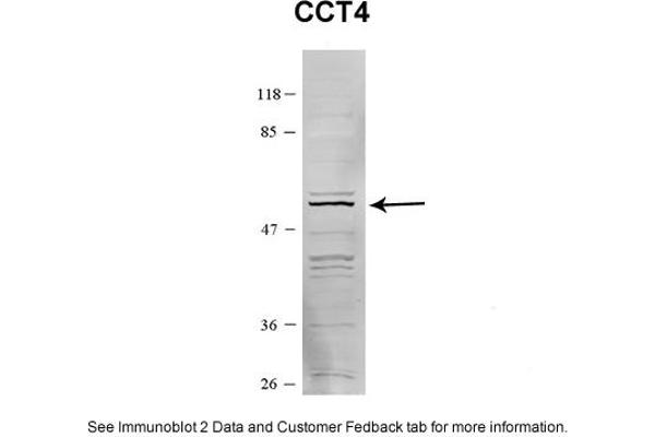 CCT4 antibody  (C-Term)