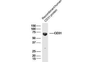 Recombinant human CD31 protein probed with CD31 Polyclonal Antibody, unconjugated  at 1:300 overnight at 4°C followed by a conjugated secondary antibody at 1:10000 for 90 minutes at 37°C. (CD31 antibody  (AA 601-680))