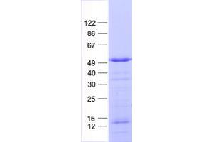 Validation with Western Blot (c-FOS Protein (His tag))