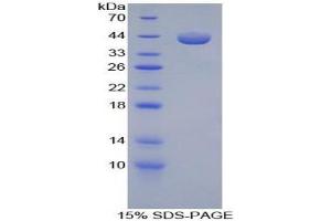 SDS-PAGE analysis of Guinea Pig RANTES Protein. (CCL5 Protein)