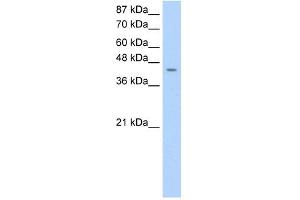 HOMER1 antibody used at 0. (HOMER1 antibody)