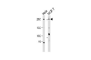 Western blot analysis of lysates from Hela, MCF-7 cell line (from left to right), using MUC4(Mucin-4 alpha chain) Antibody (N-term) (ABIN6242467 and ABIN6577573). (MUC4 antibody  (N-Term))
