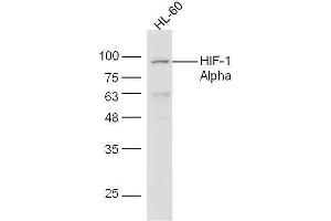 HL-60 cell lysates probed with Anti-HIF-1 Alpha Polyclonal Antibody, Unconjugated  at 1:5000 for 90 min at 37˚C.