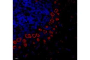 Immunofluorescence of paraffin embedded mouse cerebellum using PTPN12 (ABIN7075292) at dilution of 1: 1000 (400x lens) (PTPN12 antibody)