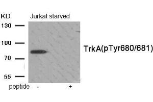 Western blot analysis of extracts from Jurkat cells treated with starved using Phospho-Trk A (Tyr680/Tyr681) antibody. (TRKA antibody  (pTyr680, pTyr681))