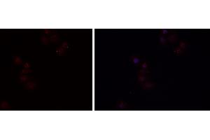 ABIN6279482 staining HEPG2 cells by IF/ICC. (HGFA antibody  (C-Term))