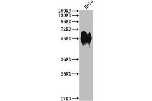 Western Blot Positive WB detected in: Hela whole cell lysate All lanes: CD46 antibody at 1:1000 Secondary Goat polyclonal to rabbit IgG at 1/50000 dilution Predicted band size: 44, 45, 43, 41, 42, 40, 37 kDa Observed band size: 56 kDa