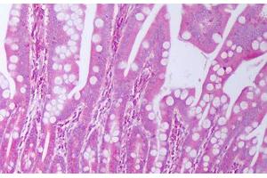 Anti-TGFA / TGF Alpha antibody IHC staining of human small intestine. (TGFA antibody)