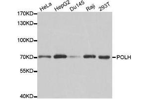 Western blot analysis of extracts of various cell lines, using POLH antibody. (POLH antibody  (AA 20-320))