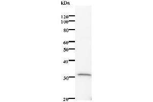 Western Blotting (WB) image for anti-Interferon-Induced Protein 35 (IFI35) antibody (ABIN932484) (IFI35 antibody)