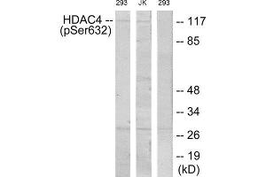 Western Blotting (WB) image for anti-Histone Deacetylase 4 (HDAC4) (pSer632) antibody (ABIN1847481) (HDAC4 antibody  (pSer632))