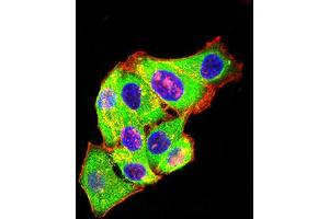 Immunofluorescence analysis of Hela cells using GRM3 mouse mAb (green). (Metabotropic Glutamate Receptor 3 antibody  (AA 433-576))