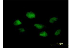 Immunofluorescence of purified MaxPab antibody to PSMB3 on HeLa cell. (PSMB3 antibody  (AA 1-205))