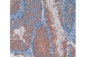 Used in DAB staining on fromalin fixed paraffin- embedded testis tissue (TOR1B antibody  (AA 83-327))