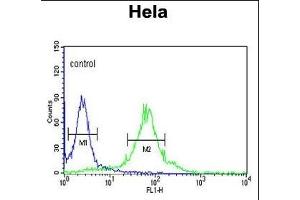 FKBP2 Antibody (N-term) (ABIN390690 and ABIN2840980) flow cytometric analysis of Hela cells (right histogram) compared to a negative control cell (left histogram). (FKBP2 antibody  (N-Term))