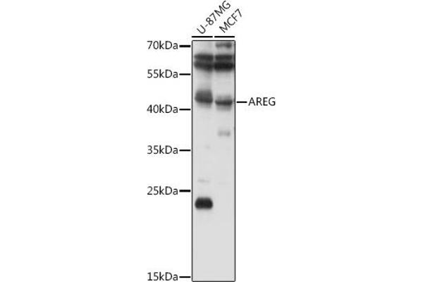 Amphiregulin antibody  (AA 20-252)