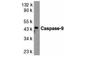 Western Blotting (WB) image for anti-Caspase 9, Apoptosis-Related Cysteine Peptidase (CASP9) (Middle Region 1) antibody (ABIN1031186) (Caspase 9 antibody  (Middle Region 1))