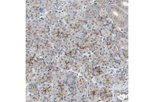Immunohistochemical staining (Formalin-fixed paraffin-embedded sections) of human salivary gland with MFI2 polyclonal antibody  shows strong membranous positivity in glandular cells. (MFI2 antibody)