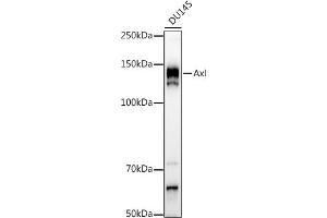 Western blot analysis of extracts of DU145 cells, using Axl antibody (ABIN7265803) at 1:1000 dilution. (AXL antibody)