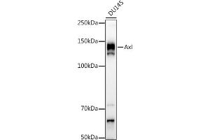 AXL antibody